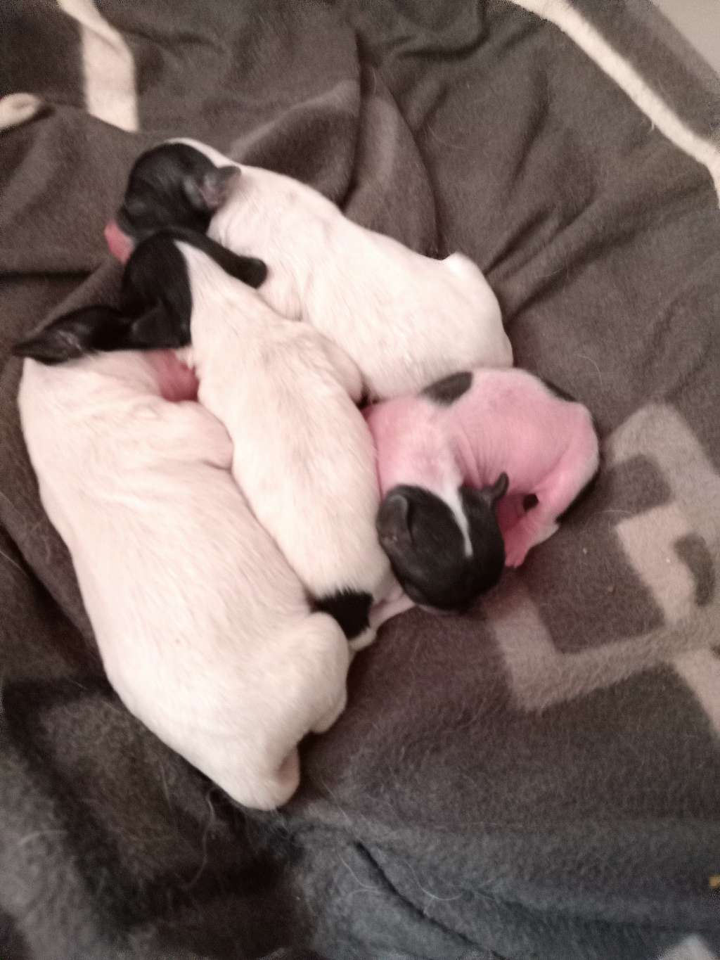 Lodestar Cherished Dream