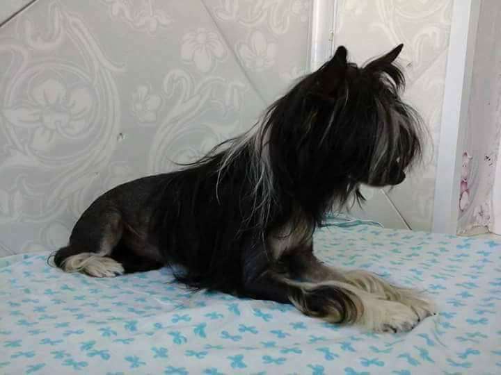 Hohlaty Glamour Jalini