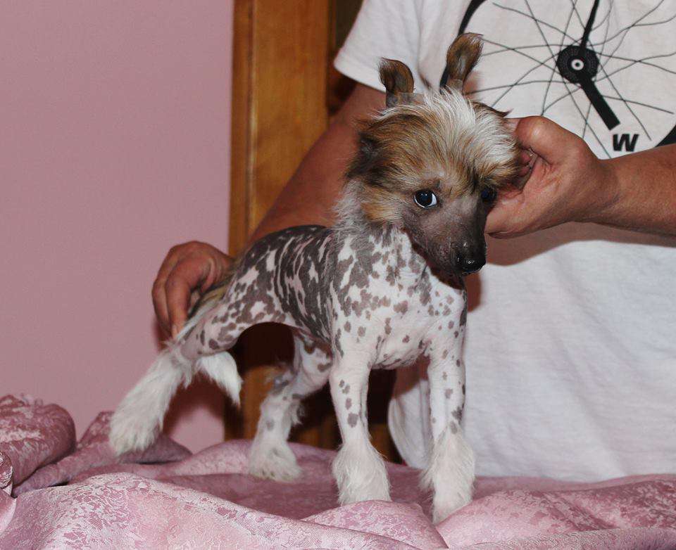 Manabu Capo Vaticano