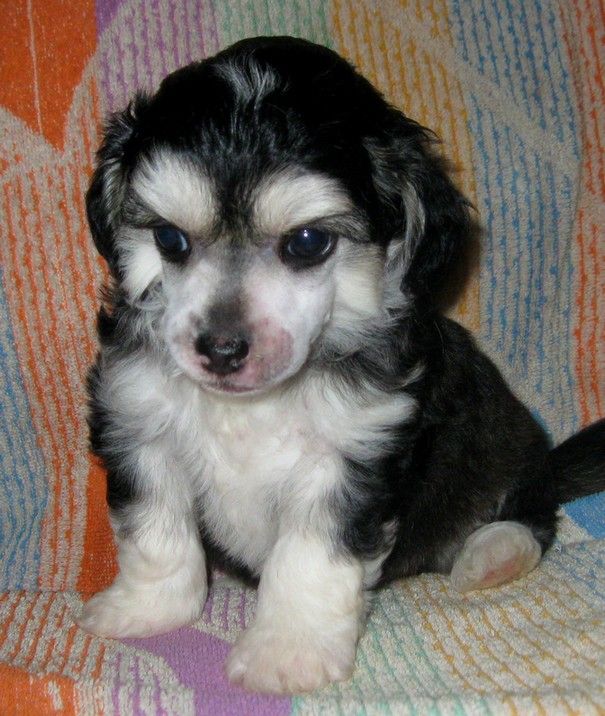 Angel O' Check Vinni.