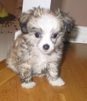 Estillinis Love Flight To Catalina 