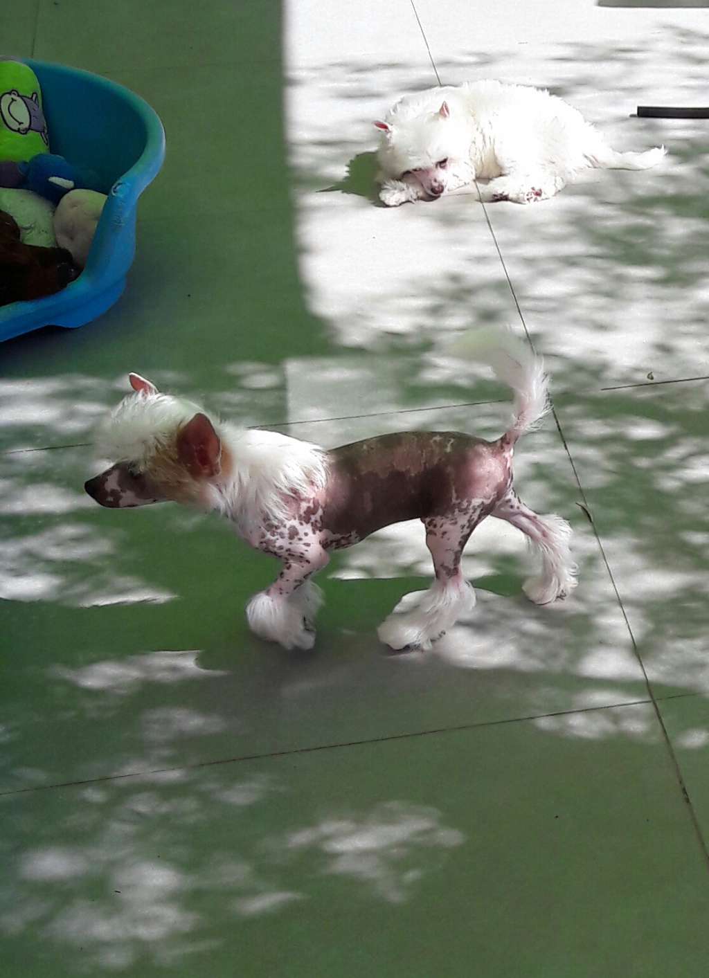 Mystic Pharaon des Picholines