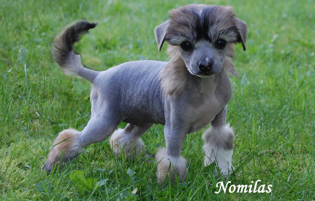 Nomilas Brilliant Move