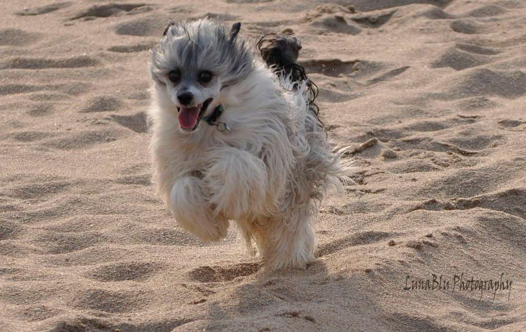 Aurispa Ready Teady Go to Sibra