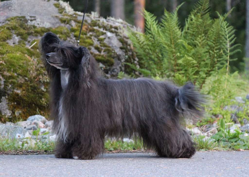 Maybell's Quizzical Star