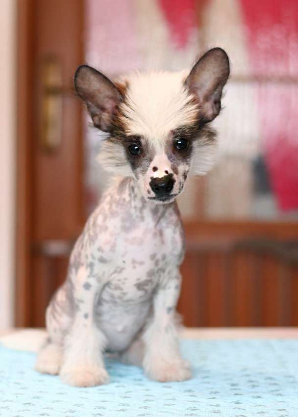 Paris Insolite Familier