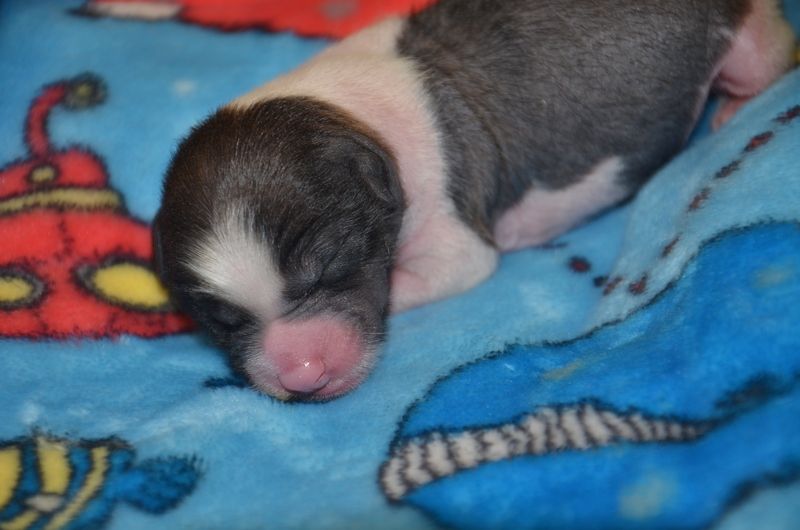 Morbid Angel Sulimer