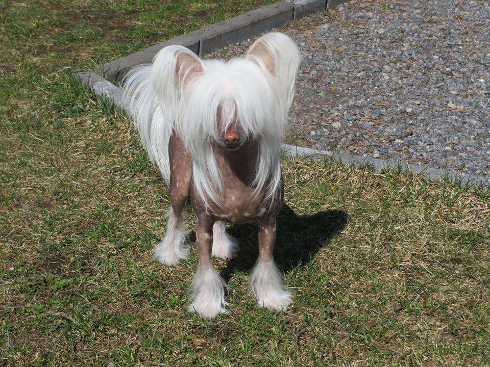 Subway Jubilant Jeep