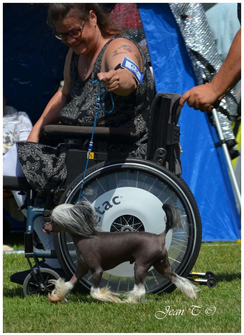 Golden Diamond Cresteds Viper