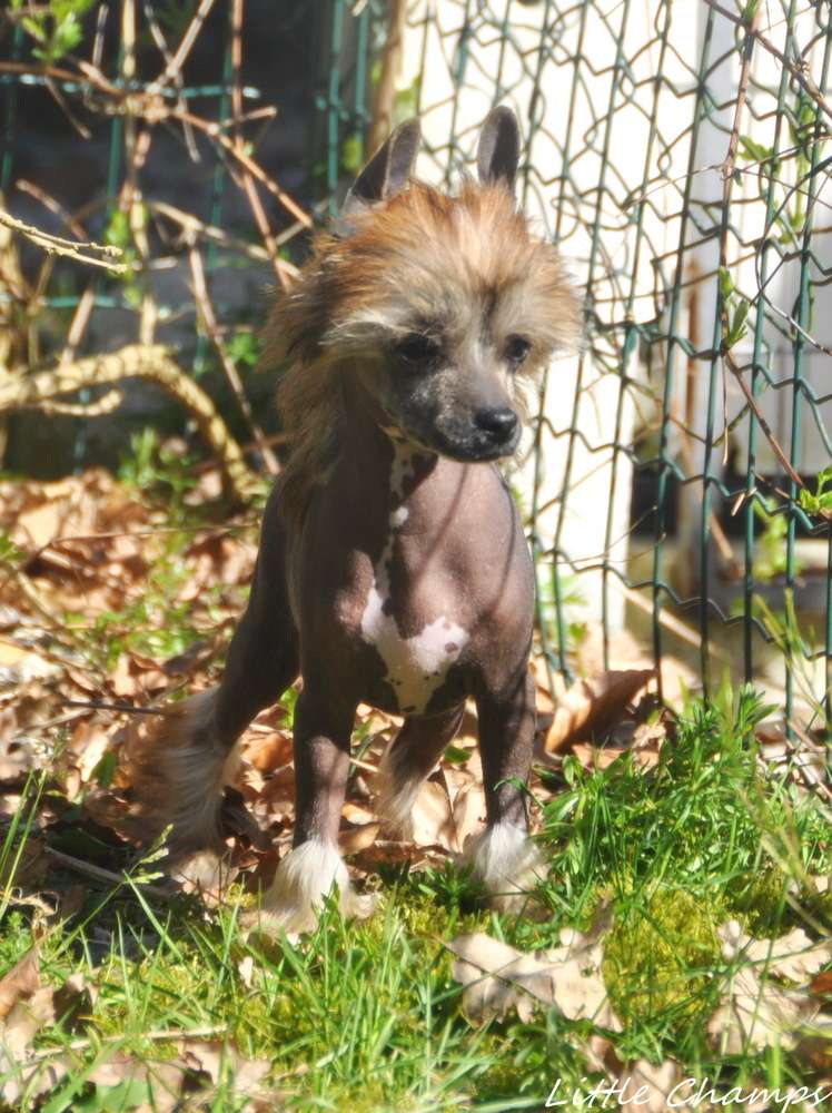 Ultra Sweet Little Champs