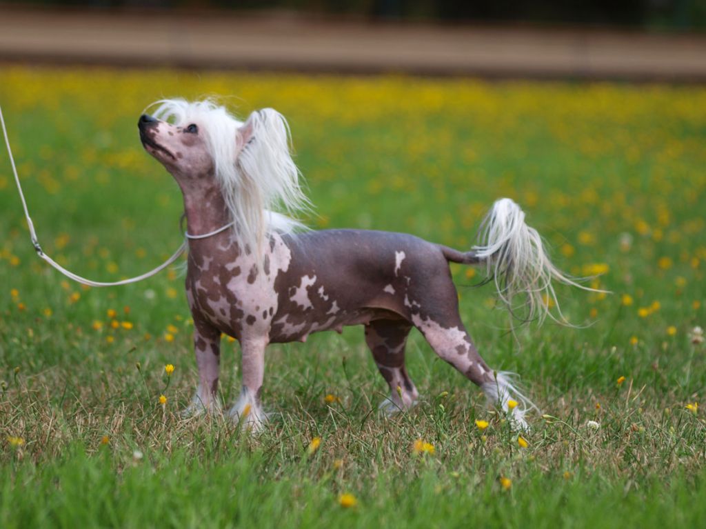 Valanyan Ibiza Hippie