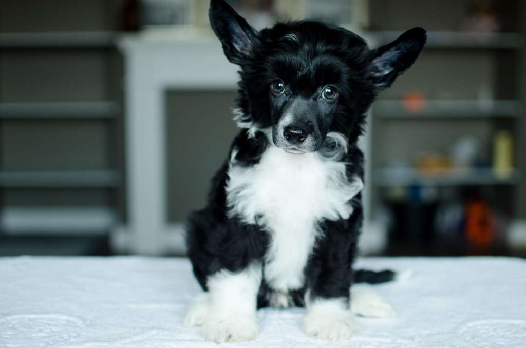 Anna Sky Kennel Vip Persona