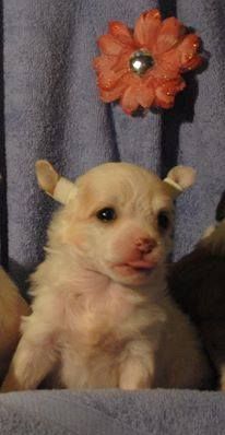 Bolivar Bianco Re Sole Dom Risorto