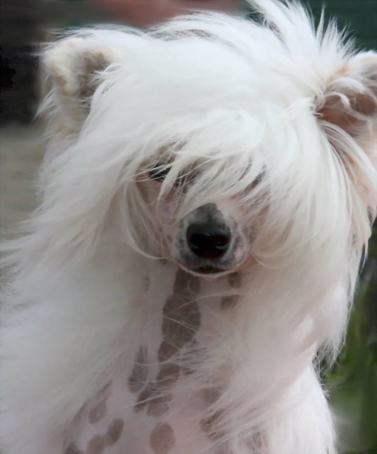 Xioma Golly Miss Molly