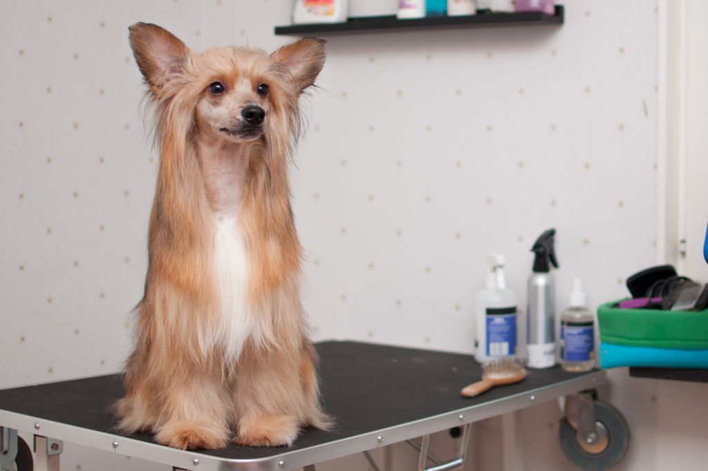 Tournais Man With A Plan