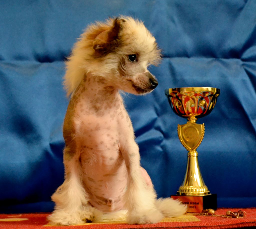 Versailles wog Etoile