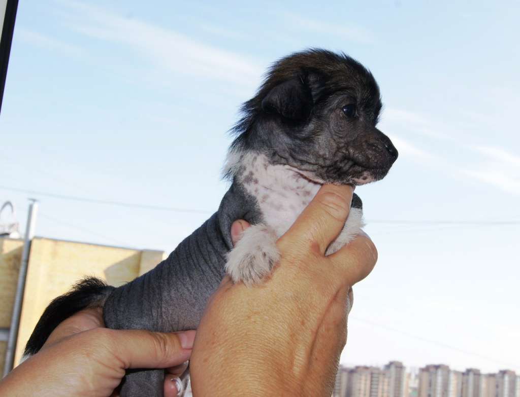 Sky Miracle Shaya Butterfly