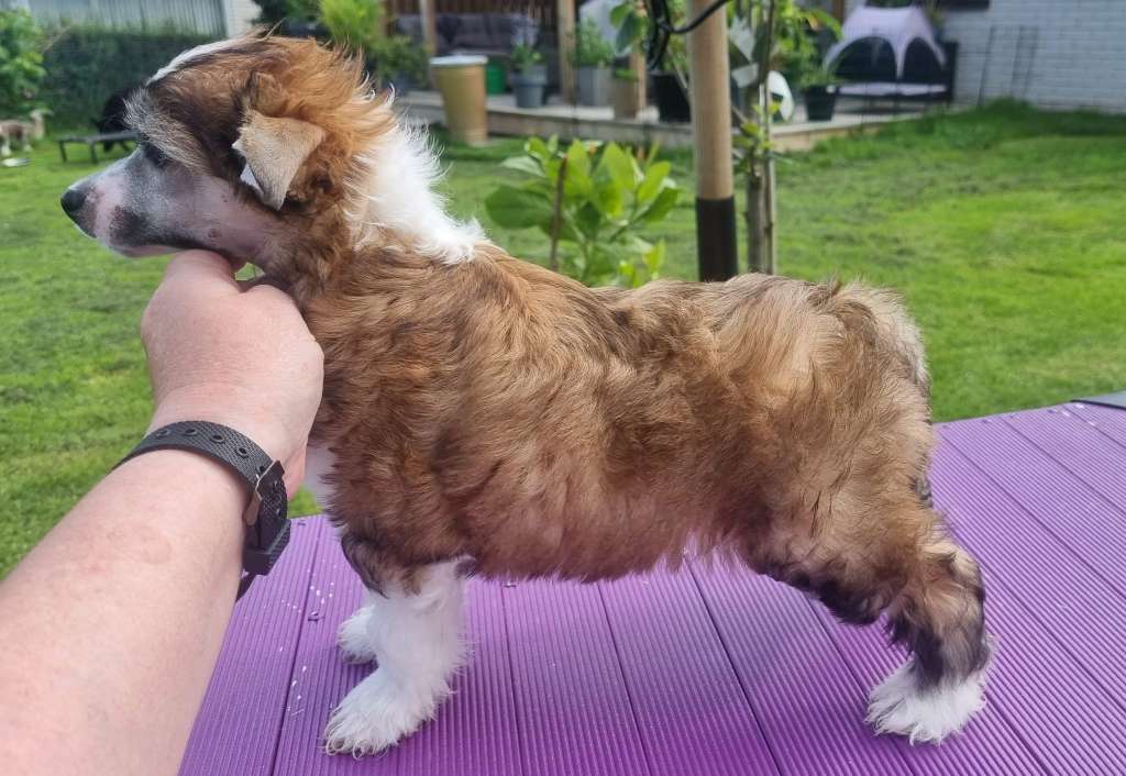 Tournais For Fluffs Sake