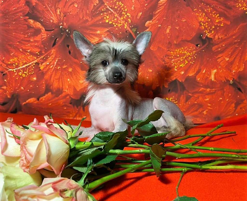 Charuyuschiy Soblazn Fabulous Jewel