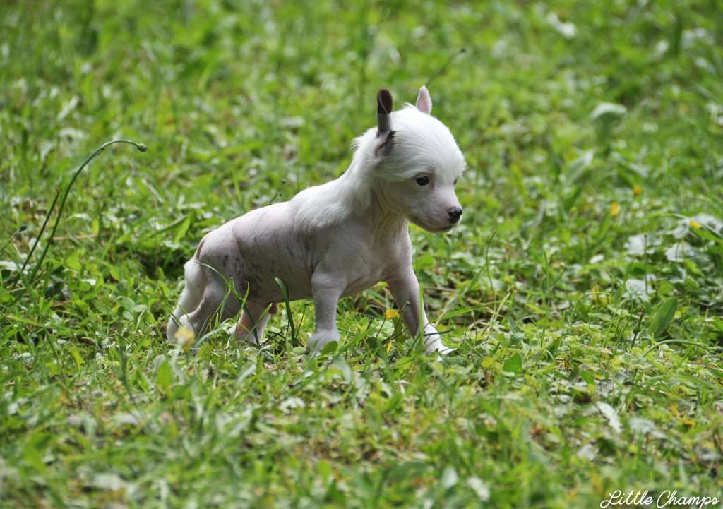 Vamos a la playa Little Champs