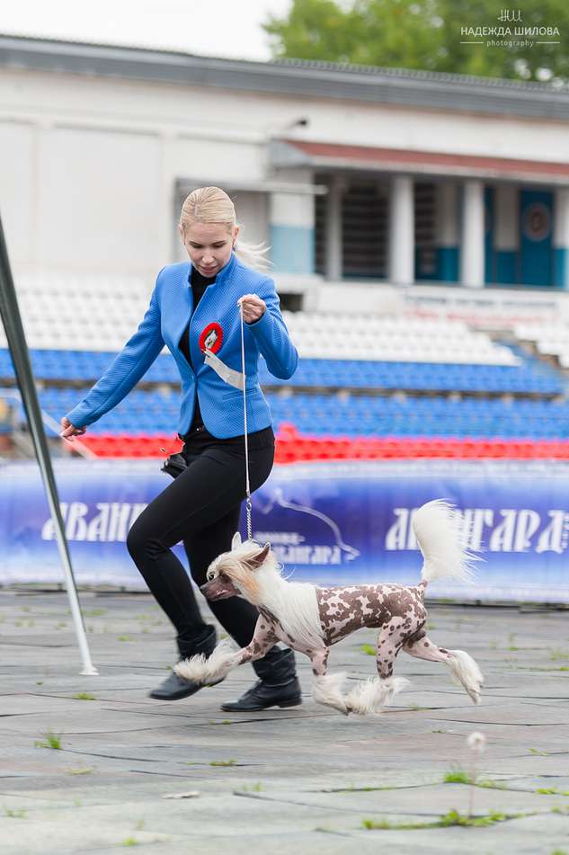 LoveMagic Maximus Dominus