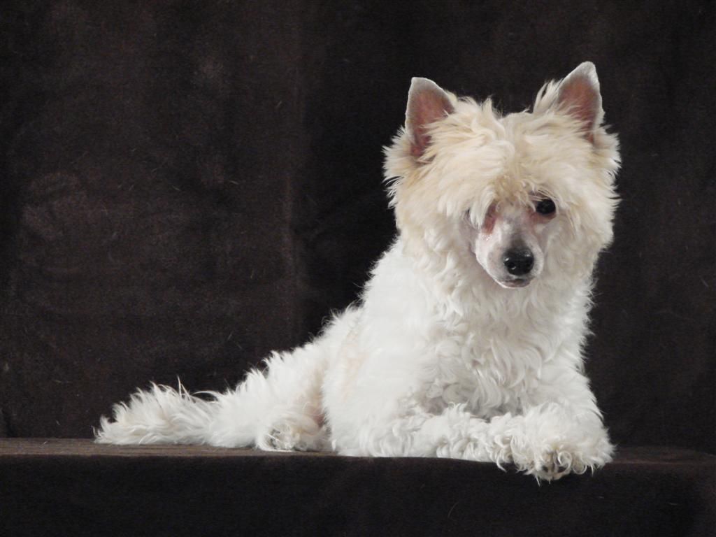 Tri-Cas Broadway Brady