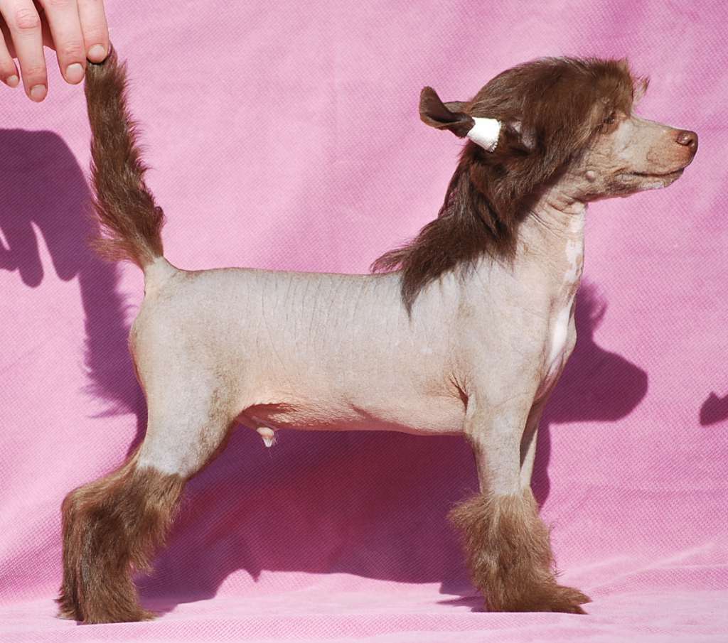 Little Dog Of Dream Malibu Choco