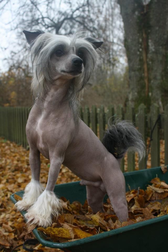 ChinoPata's Arnold The Terminator