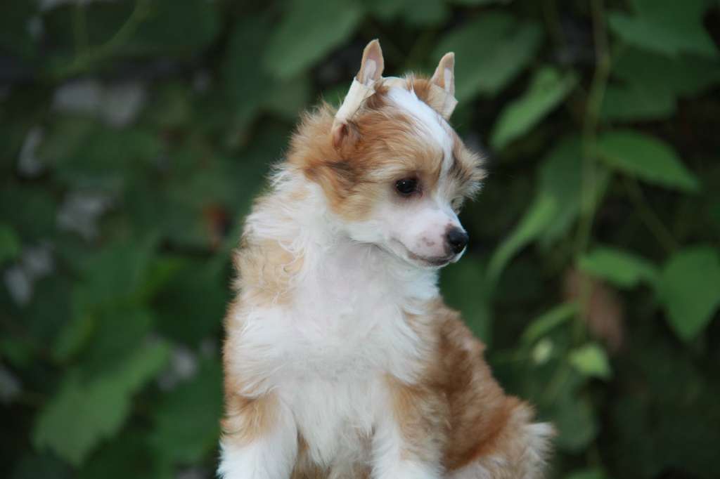 Zheneva-Debjut Gvendolin