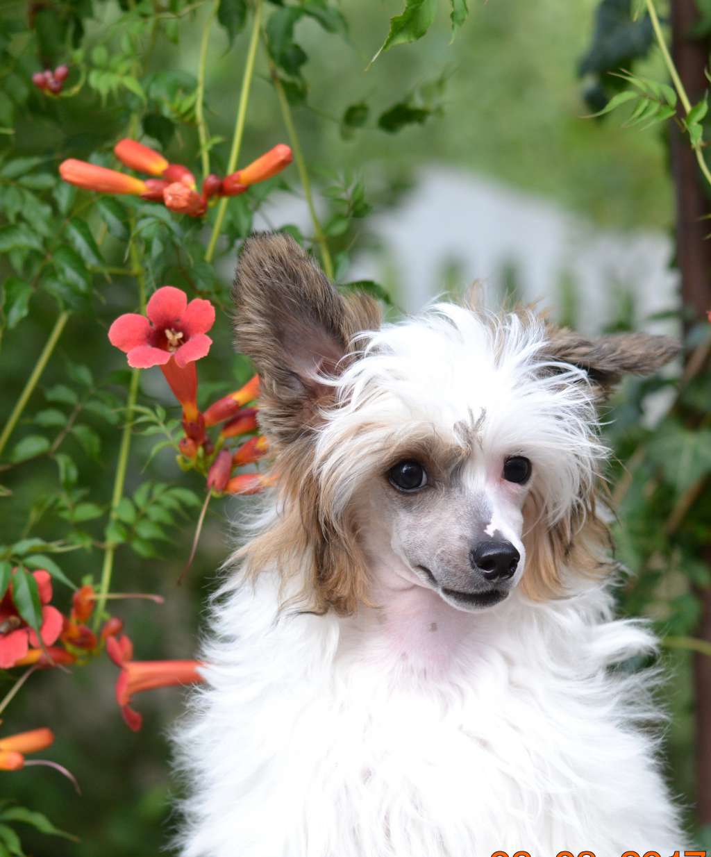 Planeta Angelov Danaya