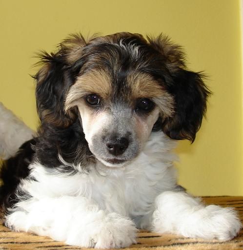 Clueless Mars of Angel's Legacy