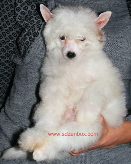 Udacha Maliska solnechnaya dinastiya zenbox