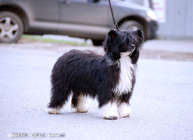 Irgen Gold Tima BlackDreama