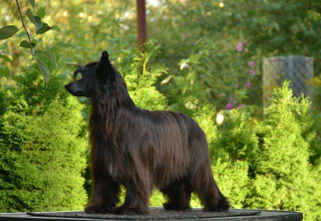 Golden Diamond Cresteds Dancer