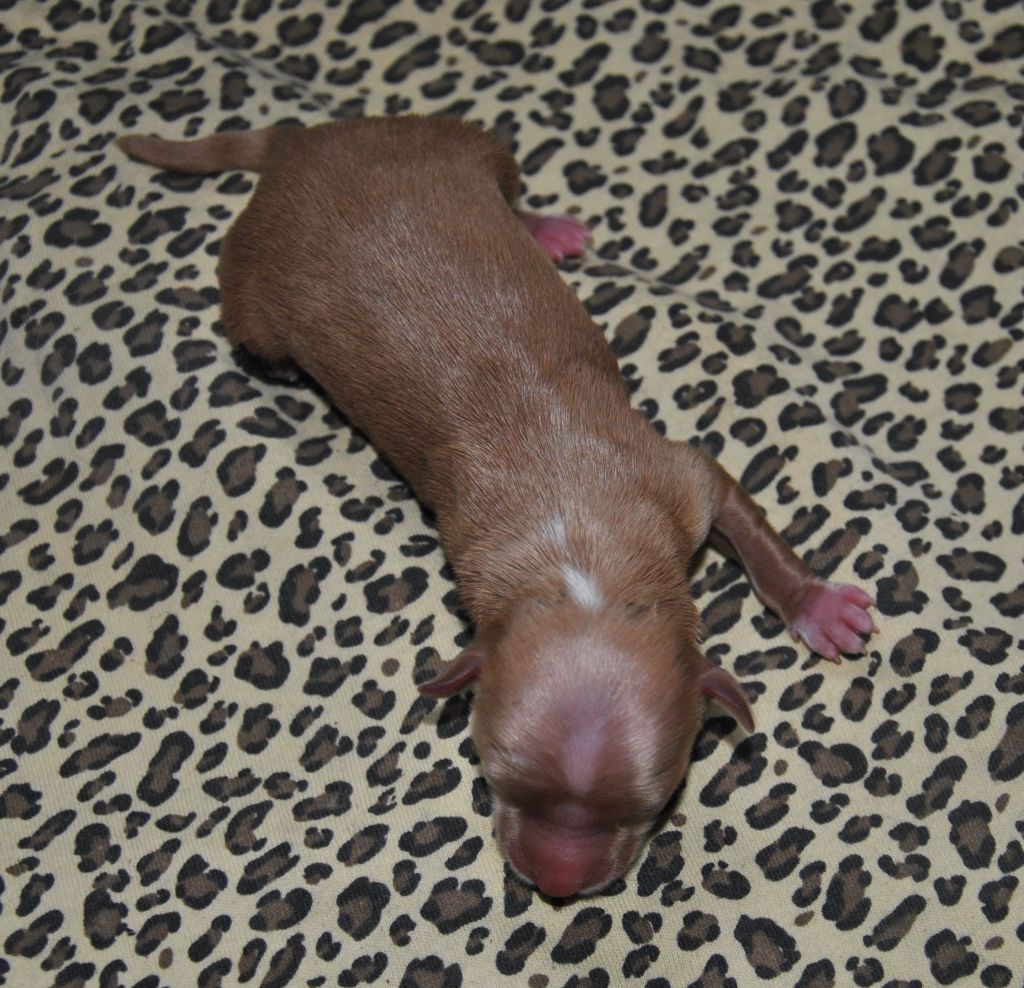 WIÓRKA Grzywkomania