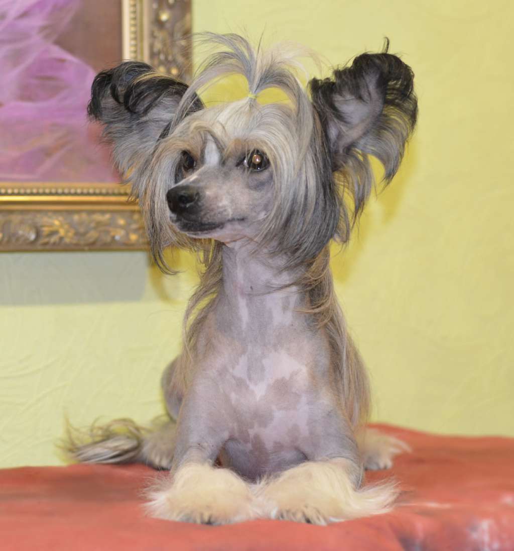 Solo Elider Lovely Bronze Ray For Legion Of Dream