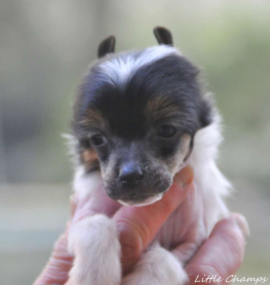 San Francisco Little Champs