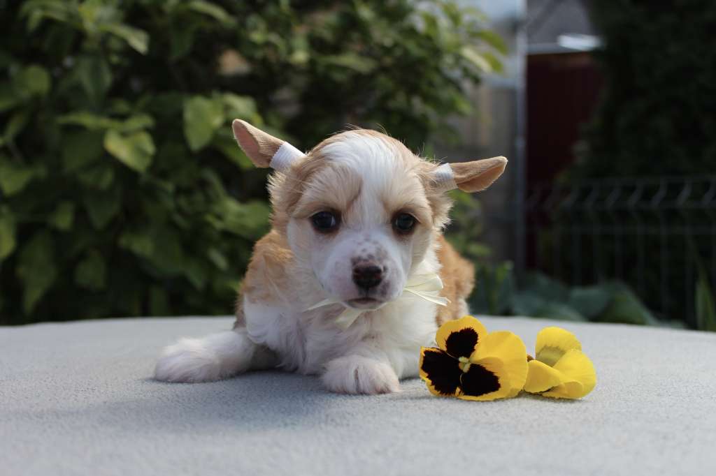 Izabel Crystals Zlatoslava Dlinnaya Kosa