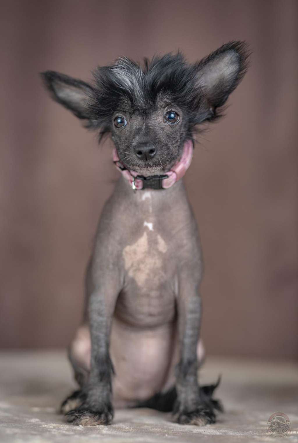 Crazy Cresteds Gamora Binoh