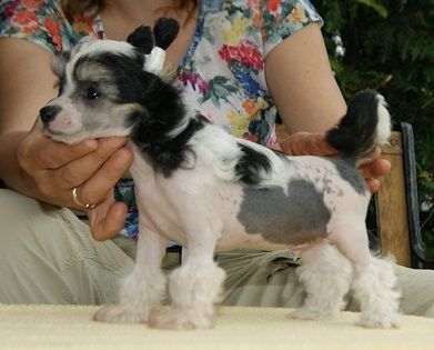 Amitabh Stars of Persia