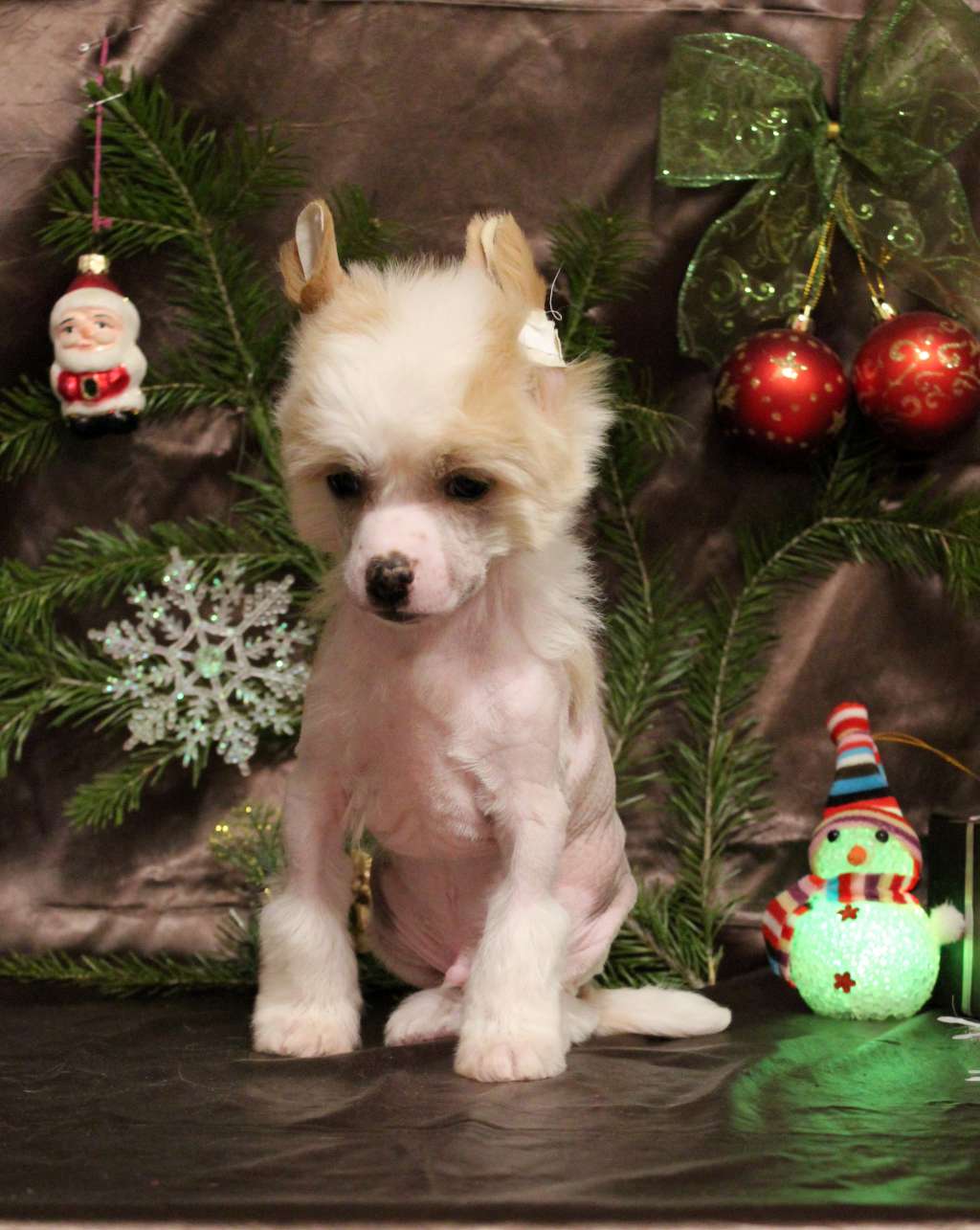 Via Della Seta Dream Giver