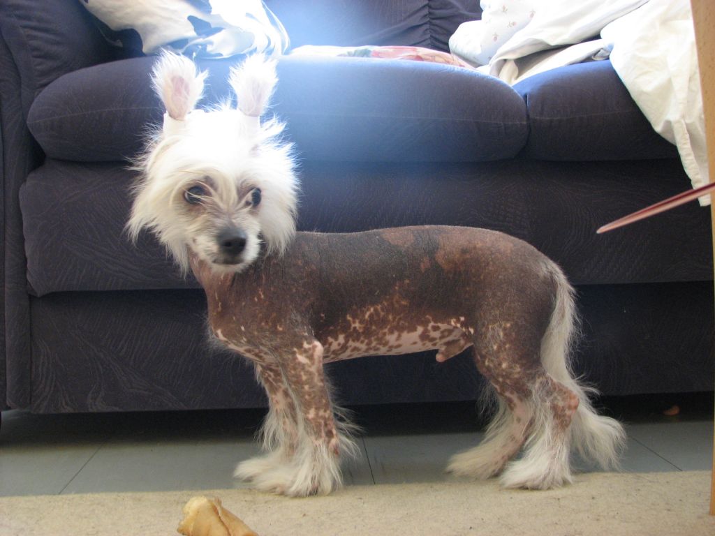 Shadowgame's All Stars 