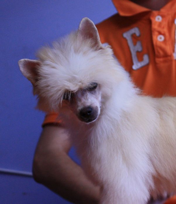 Zgredek Z Gangu Lysych