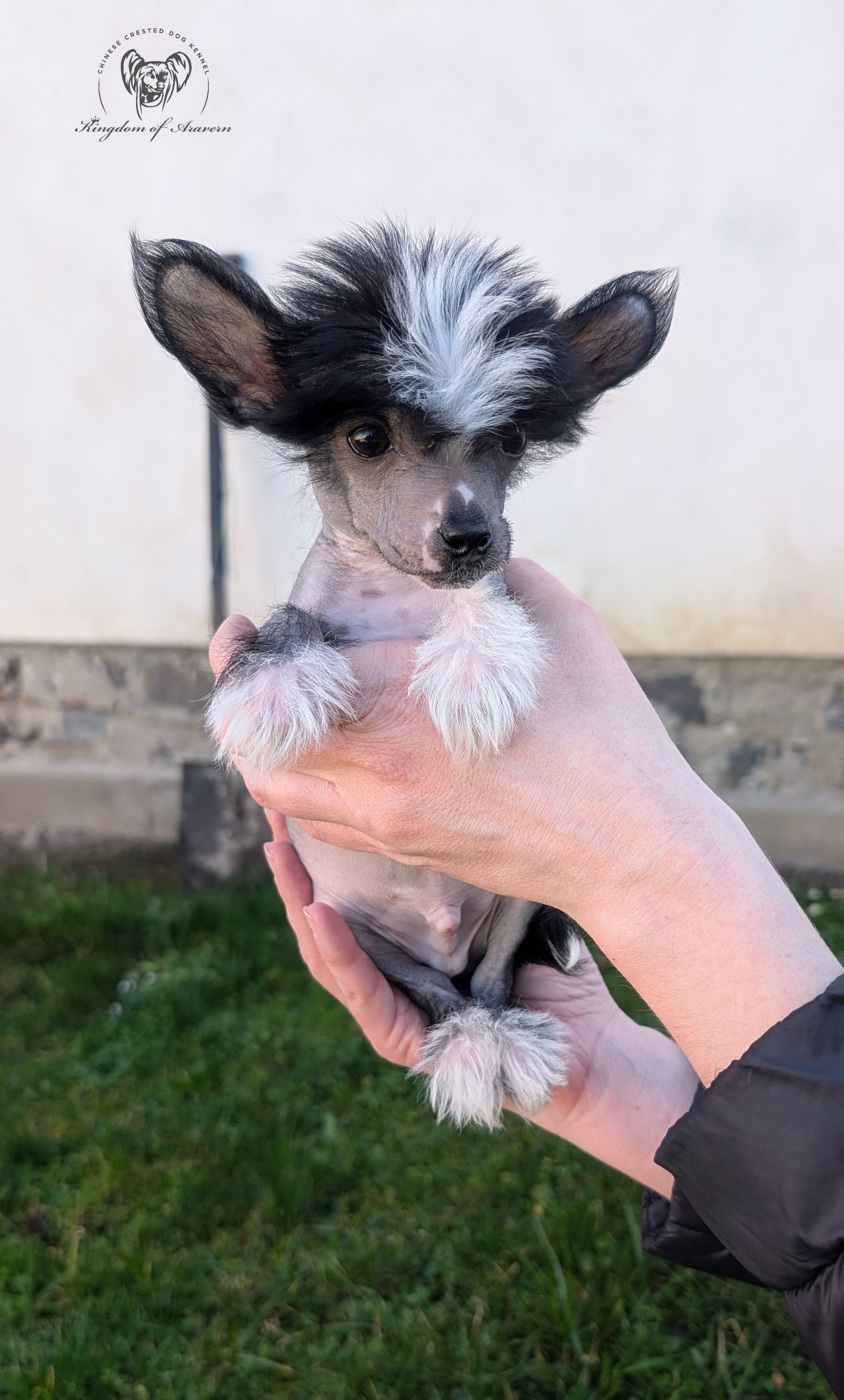 Bambi Kingdom of Aravern