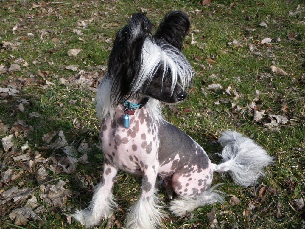 Extra Bomb de la Fontaine aux Maléfices