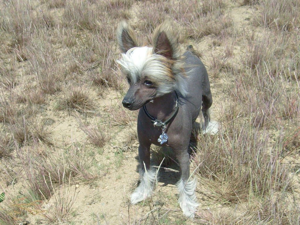 Korbowa - Korbowski Nadobnisie i koczkodany