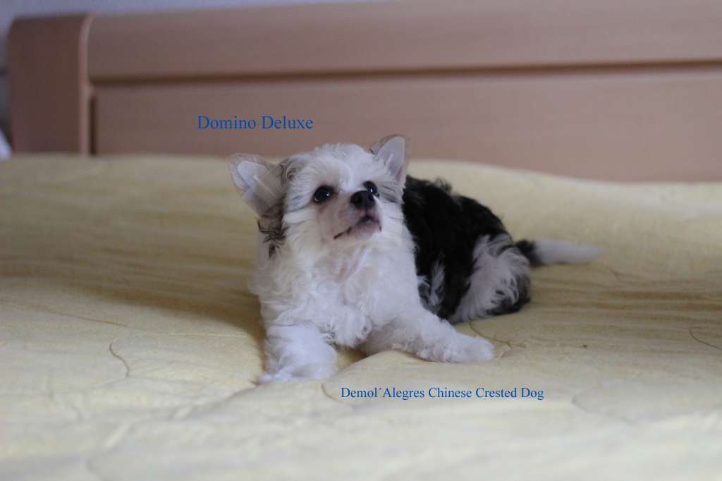 Demol'Alegres Domino Deluxe