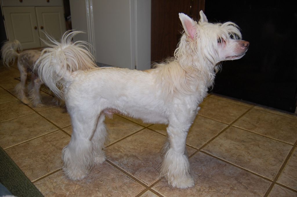 Orchid Chew On This V Ddk