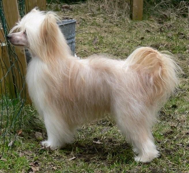 Joyway's Prince Shaman