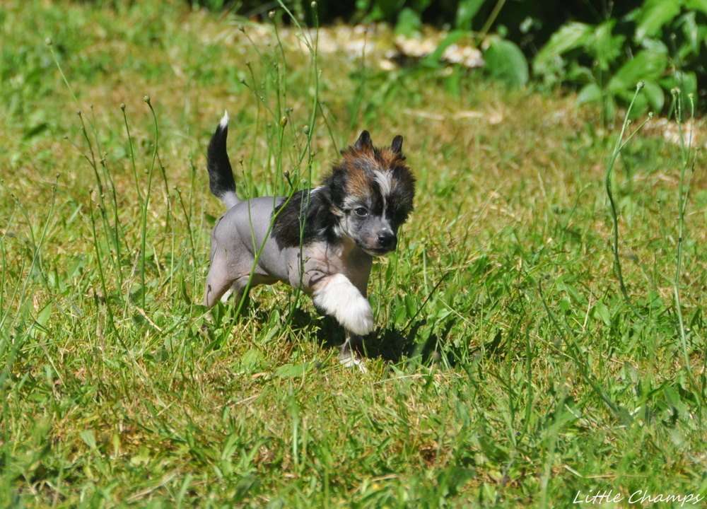 So pretty Little Champs